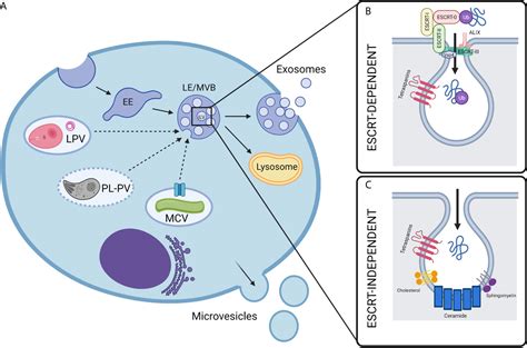 Frontiers Intravacuolar Pathogens Hijack Host Extracellular Vesicle