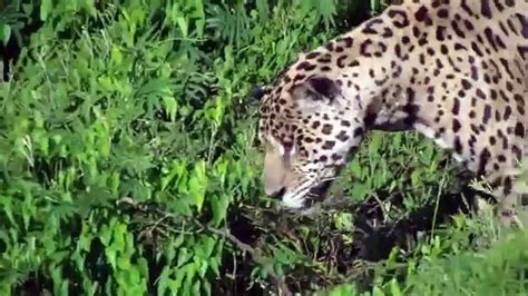 Jaguar Cazando A Cocodrilo V Deo Dailymotion