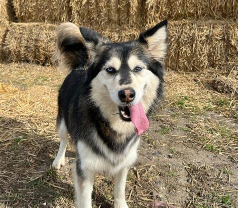 Golden Retriever Husky Mix (Goberian): Owner's Guide