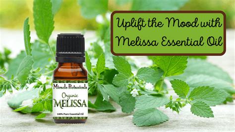 The Sweet Elixir Of Life Melissa Essential Oil Miracle