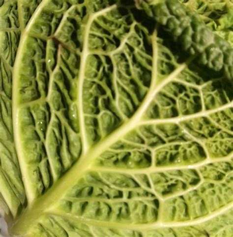 Cabbage Mallaband Brown