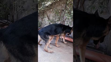 german shepherds mating youtube