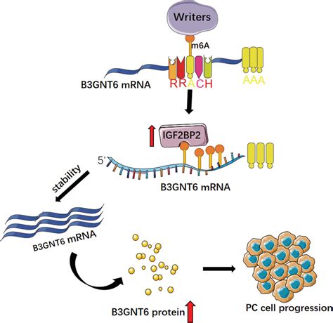 Mechanism Diagram Of Igf Bp Promoting B Gnt Expression Via M A