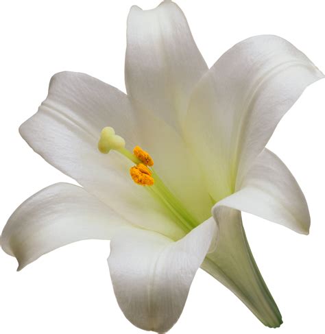 Easter White Lilies Transparent Image – Free PNG Pack Download