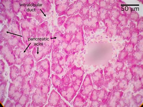 Endocrine Histology Pancreas Diagram Quizlet | Sexiz Pix