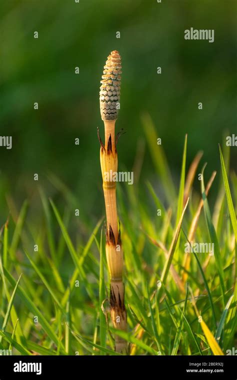 Tief Verwurzelte Pflanze Stockfotos Und Bilder Kaufen Alamy