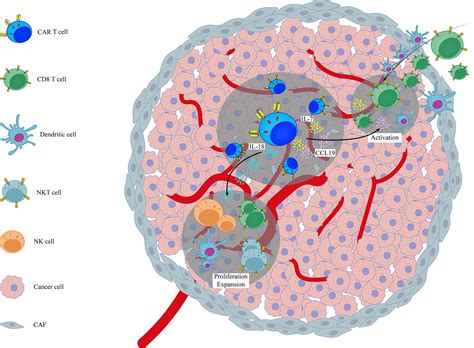 Frontiers Genetic Modification Of Cytokine Signaling To Enhance