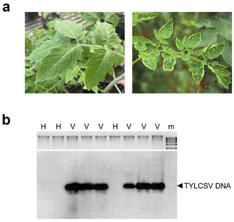 Ijms Free Full Text Tomato Yellow Leaf Curl Sardinia Virus