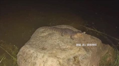 高雄凹子底公園有鱷魚出沒？ 目擊者改稱：是模型