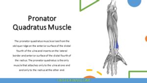 Pronator Quadratus Muscle Anatomy | OrthoFixar 2025