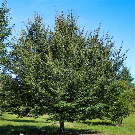 Carpinus Caroliniana American Hornbeam Tidewater Trees