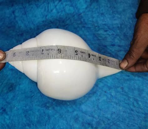 Blowing Shankh 9.5 INCH (TURBINELLA PYRUM), Home at ₹ 5500/piece in New ...