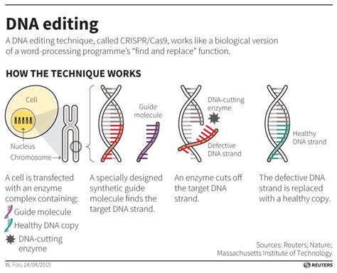 Understanding How Crispr Works The Basics Crispr Stands For “clustered Regularly Interspaced