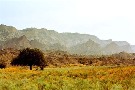 Lonely Tree in the Savannah. the Mountains. Yellow Grass. Landscape Stock Image - Image of ...