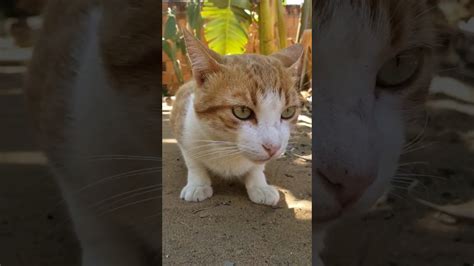 Meu Cora O De Acerola Gato Titela Nordeste Shortvideo Bahia Gatos