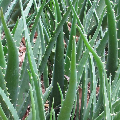 Aloe vera | Diseases and Pests, Description, Uses, Propagation