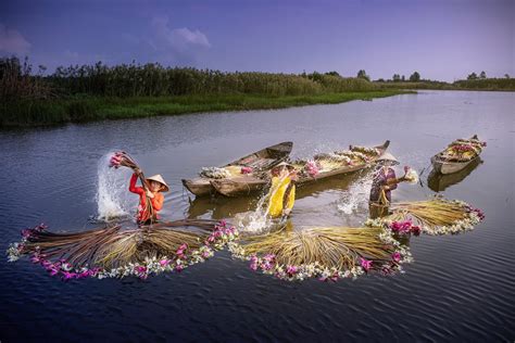 Récolte Des Nénuphars Pendant La Saison Flottante Vietnamvn