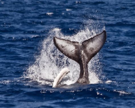 Humpback Whales Oahu Hawaii Wild Side Specialty Tours Oahu Hawaii