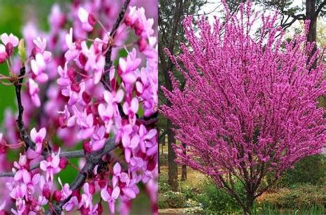 Plantación y cuidado de Cercis siliquastrum Mi Diario De Campo