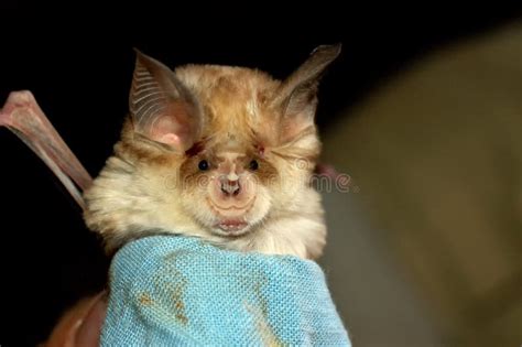 Close up of a bat stock image. Image of closeup, hair - 112556221