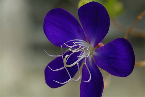 Flowers Out Of The Common Flores Fuera De Lo Comun Ii Flickr