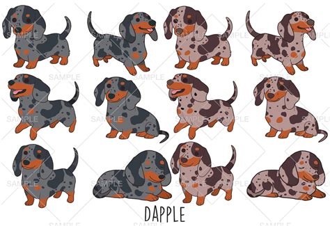 Dachshund Clipart Vector Svg Eps Png Clip Art Commercial Use