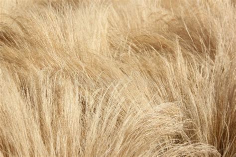 Dried Grasses Stock Image Image Of Stack Autumn Brown 54798651