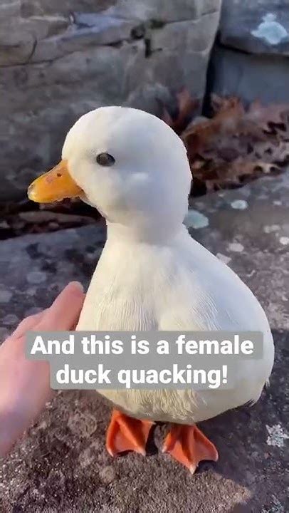 Quack Fun Duck Facts Male Or Female Duck Youtube