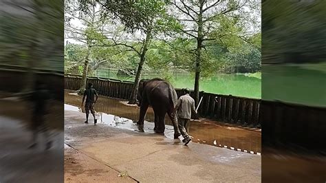 Full Video Crazy Keeper Hitting For No Reason While The Elephant Was