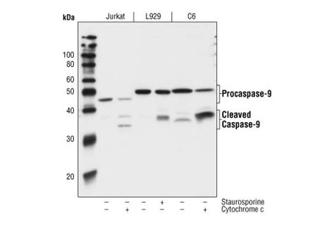 Caspase 9 C9 Mouse Mab Cell Signaling Technology