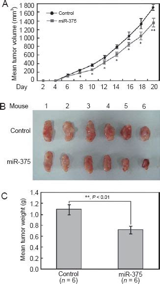 Overexpression Of MiR 375 Inhibits Xenograft Tumor Formation Of Gastric