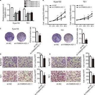 Knockdown Of FAM83HAS1 Suppresses Cell Proliferation Migration And