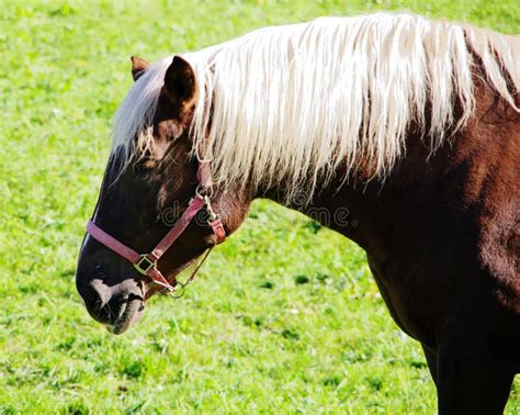 Light Brown Horse With White Mane