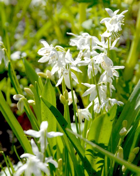 Scilla Siberica Alba White Siberian Squill Bulbs — Buy Online At