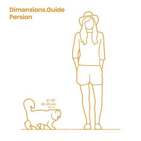 Big Cat Size Comparison To Human