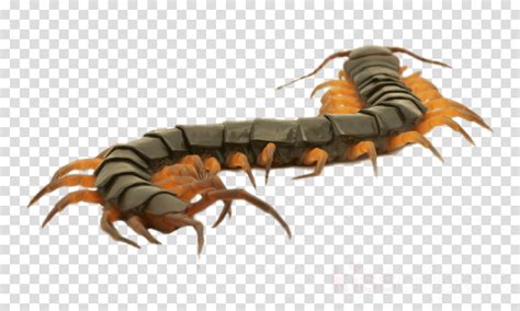 Centipede Images Clipart 10 Free Cliparts Download Images On