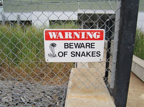 garden snakes bite 8
