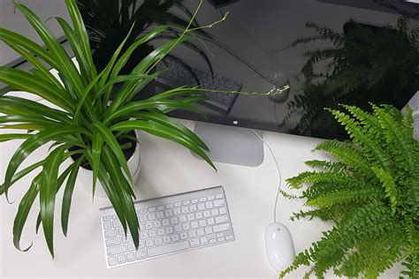 Plants At Desk Prana Air