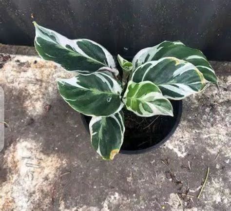 Jual Tanaman Hias Calathea Fusion Di Lapak Tanaman Shop01 Bukalapak