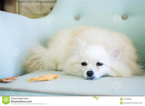 Cute White Pomeranian Dog Stock Photo Image Of Life 116596962