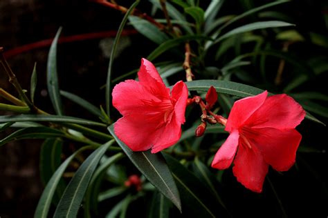 Banco De Imagens Natureza Plantar Folha Flor Pétala Primavera