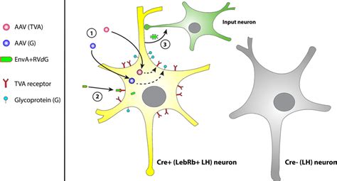 Working Mechanism Of Modified Rabies Virus Tracing Technology Modified