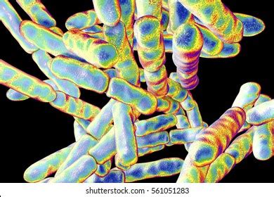 Bacteria Bifidobacterium Grampositive Anaerobic Rodshaped Bacteria