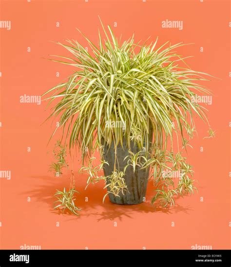 indoor spider plant Stock Photo - Alamy