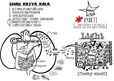 The Ayurveda Guide Pitta Dosha Healthy Ayurveda