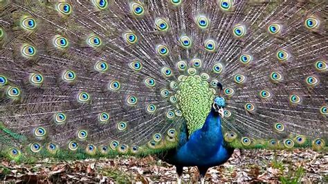 Watch a Peacock Display - NWF | Ranger Rick