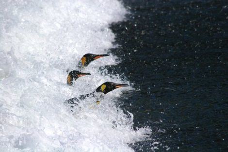 Klimawandel Pinguine M Ssen Umziehen Erderw Rmung Verdr Ngt