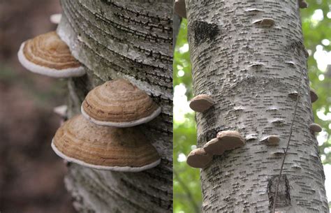 Bracket Fungi
