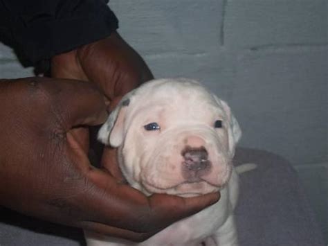 Blue American Bully Puppies for Sale in Waterbury, Connecticut Classified | AmericanListed.com