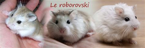 Fiche Technique Du Hamster Nain De Roborovski Hamsteropédia